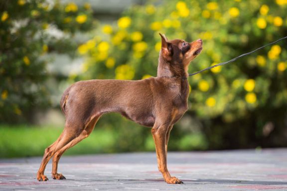 Русский той-терьер: повадки собаки 🐶 и содержание — ProPlan.ru